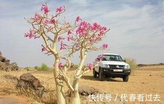 老桩|荒漠蔷薇培育5年,长成章鱼精,盘根成老桩,每次开千朵花