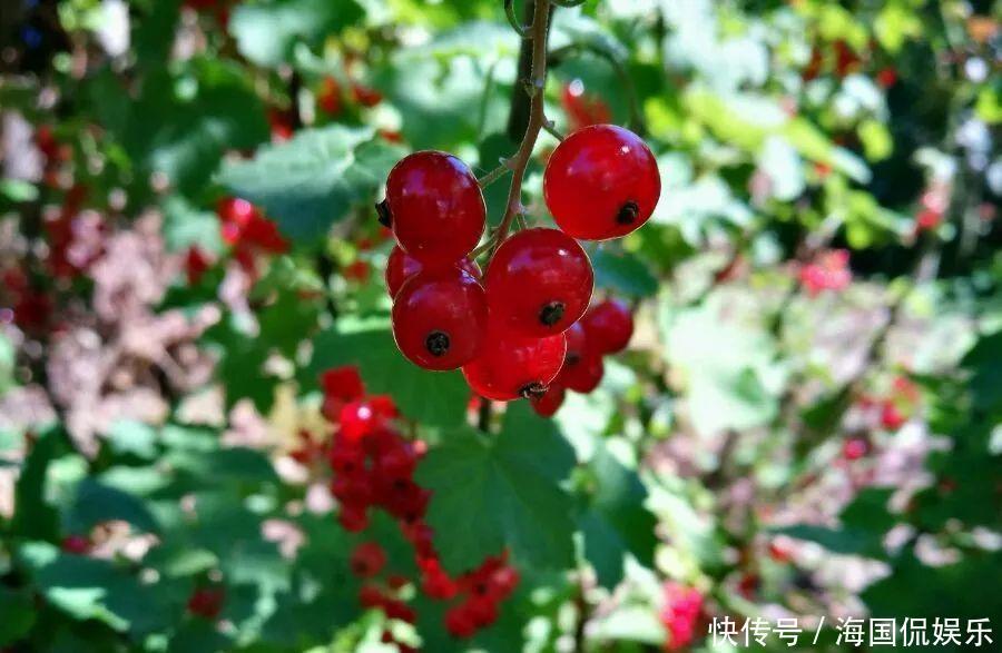 适应能力|盆栽一棵小果树,结出一串红果果,全家人吃不完!