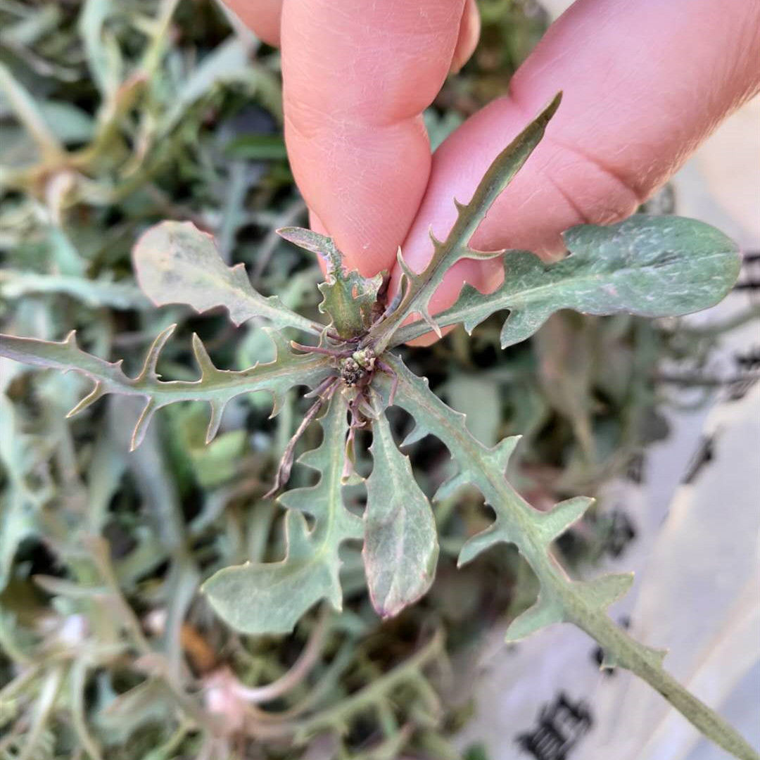 一样是苦菜，“大叶”和“小叶”有何区别知道以后别再乱买了