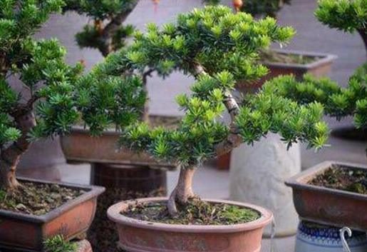 盆栽罗汉松，只需学3招，省钱又好养，新手花友涨知识了