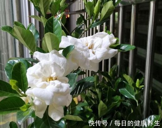 栀子花养得不开花学会“巧修剪”,越剪开的花越多,太美了!