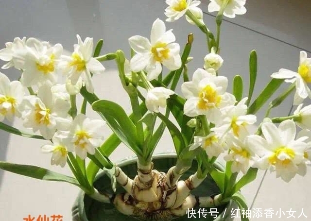 供奉佛菩萨:应该必须知道的“十二种圣花”