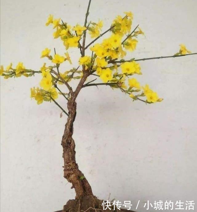迎春盆景,开始进入生长期,别忘给它做“4件事”!