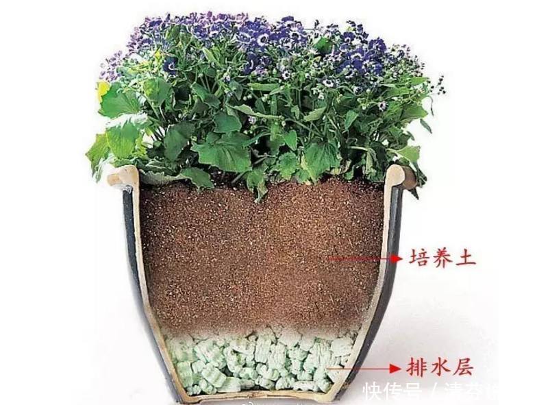 不是什么土都能养花!30年老花农这样配土,网友发现细节有猫腻