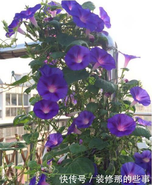 露台|有露台就种这三种花,生长速度快,遮阳好养漂亮,花儿开成瀑布