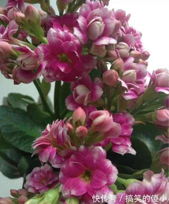 4种花专挑秋天爆盆，养一盆连续爆花3个月，花多花美