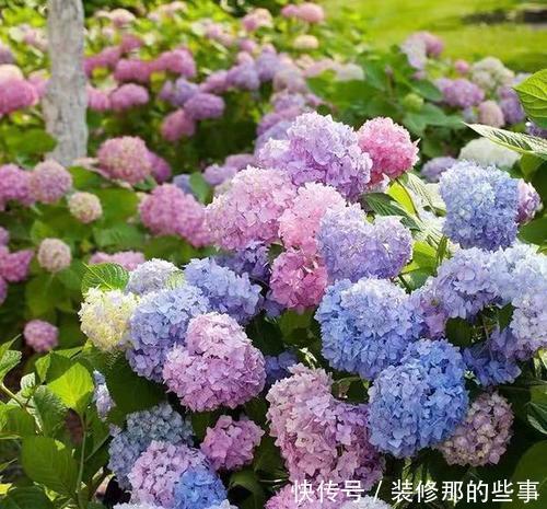 枝繁叶茂|6月养绣球花,三件事趁早做,开出层叠群花,聪明人都做了