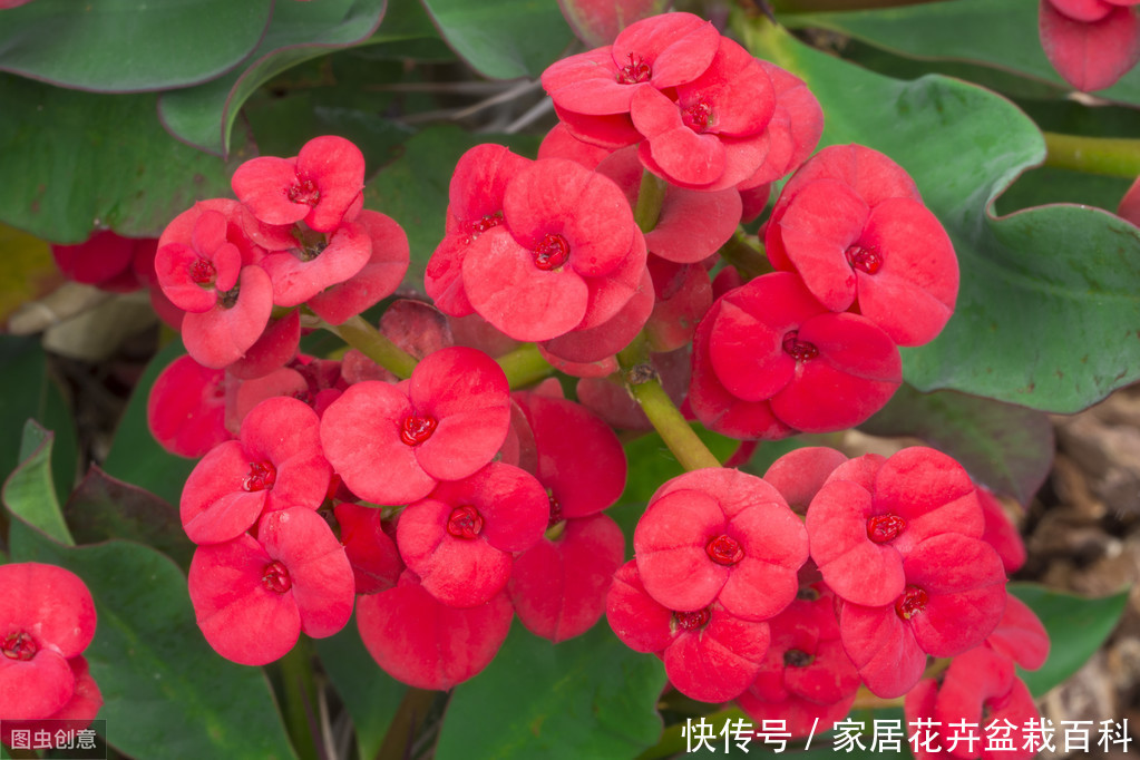 嫣然虎刺梅,朵朵绽芬菲,虎刺梅栽植技术浅析