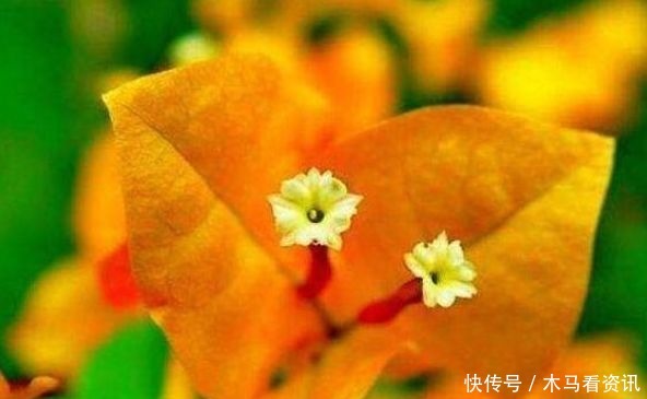 喜欢三角梅,不如养这款珍品“柠檬黄三角梅”,开花爆盆好养活