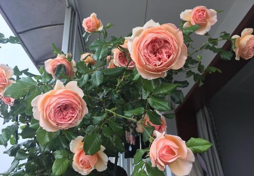 层叠群花|4种月季，耐晒又勤花，40℃照样开出层叠群花，花持久惹人爱