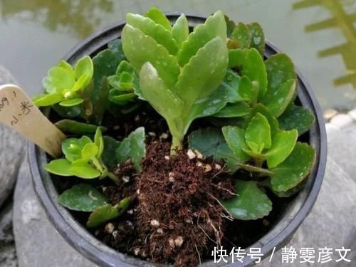育苗|学会这些小技巧，养花扦插将成“小事一桩”