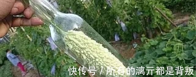 一个月|大妈为苦瓜套玻璃瓶，村民嘲笑她，一个月后苦瓜身价翻10倍！
