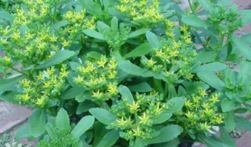 救心菜|农地里被忽视的这种野菜,或是高血压“克星”,建议:不妨多吃点