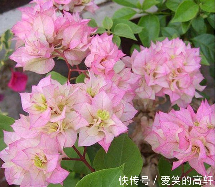 太阳花|家里就养4种花，沾土就活，不用管也能花开不断，一开100天