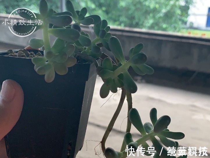 水桩|多肉老桩有真伪,3种“伪老桩”鉴别,揭开真面目,避免被忽悠