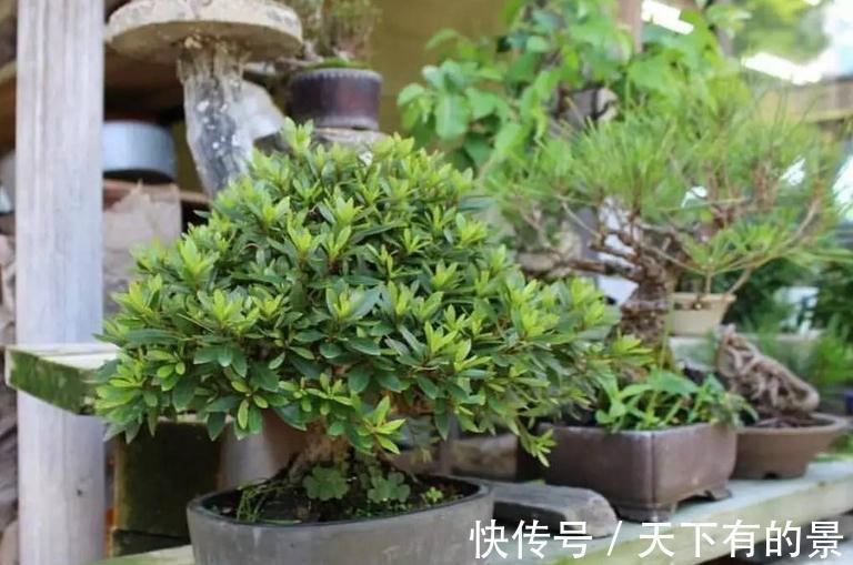 植物盆栽不能随便“瞎修剪”，把握住这些，株型才更有神韵