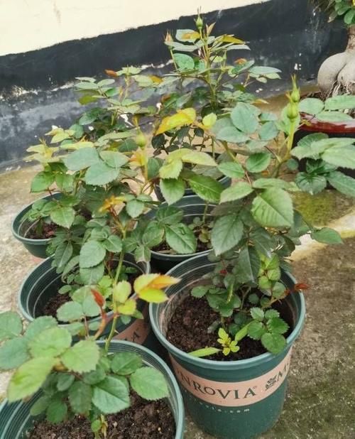 养月季没有那么复杂,“两种肥”轮流给,花苞更多叶子绿