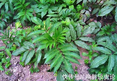 养颜|秋季养生很关键,多吃的食物,排毒养颜,刮油减脂,有益健康