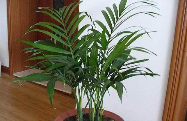 网购狂欢节,3种绿植最受欢迎,大气,上档次,空气特别好