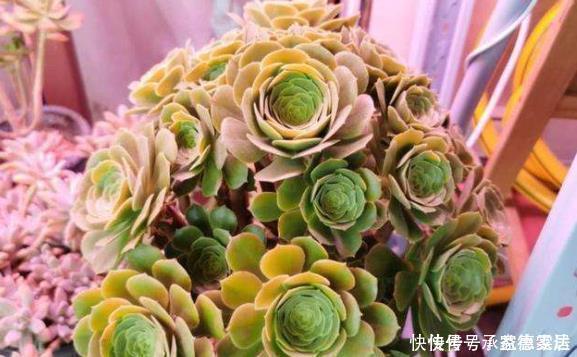 有些多肉状态非常美，但是它很“臭”，室内不要多养，多了很糟心