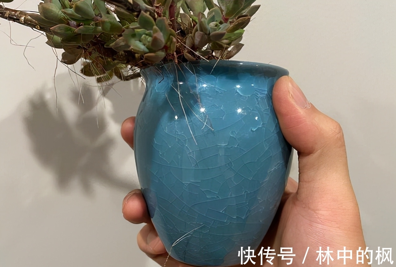 养多肉马库斯,花友们遇到的4个问题,说一下我的答案