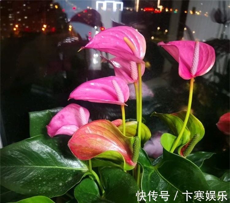 植物|想要红掌长得好,这些施肥技巧少不了,简单实用效果好,一学就会