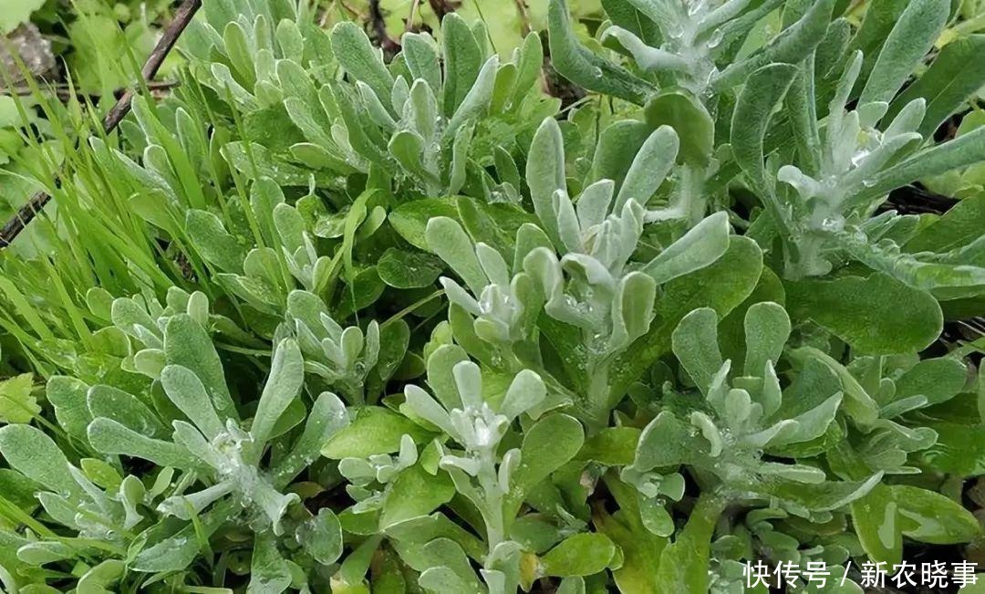 盘点那些年割过的6大猪草:以往没钱也不想吃,如今1盘菜几十元