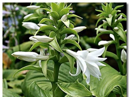 香味|此花是中国名花,花叶俱美,香味宜人,好养易活,是盆栽佳品