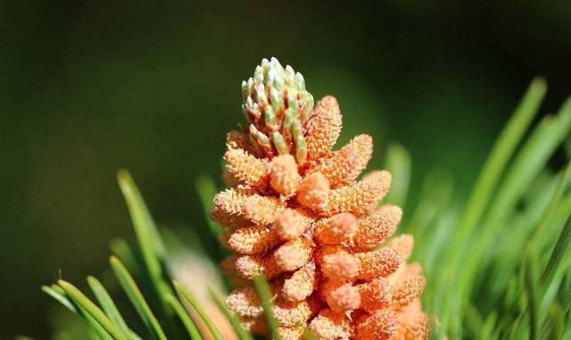 路边随手捡的松果,只需简单2步,让它变成客厅最美风景