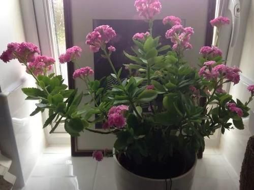 长寿花在花朵凋谢后复花的技巧，掌握几招，夏天也能开花