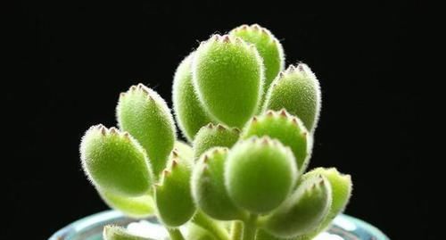 什么是多肉怎么养多肉比较好教你养这么养多肉