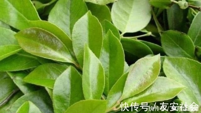 采摘|农村这野果有个外号叫“野蓝莓”,人们都爱吃,但却不知其功效!