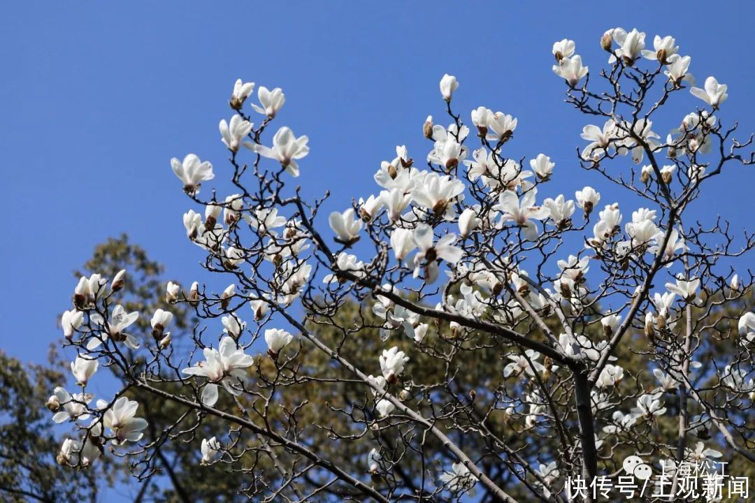 中年|松江今年首波玉兰花绽放，花期就10天，错过等一年