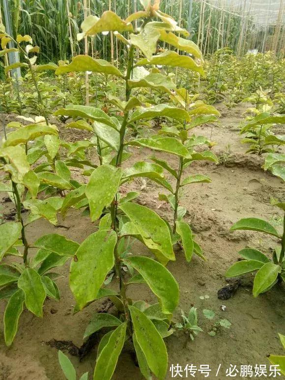 蟹爪兰嫁接1种枝条,花量暴增上百朵,开成大花树,还不烂根!