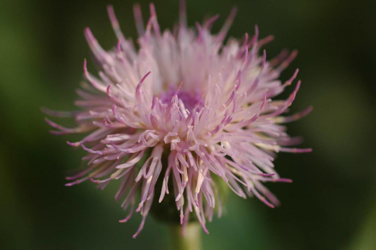 野菜长得比盆栽还美,还有神奇作用,农村小孩最喜欢!