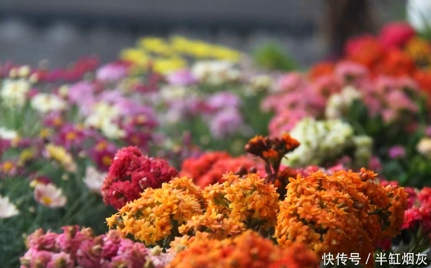 长寿花5月花期结束,休眠前准备3点,9月多分花芽,入冬花量翻倍
