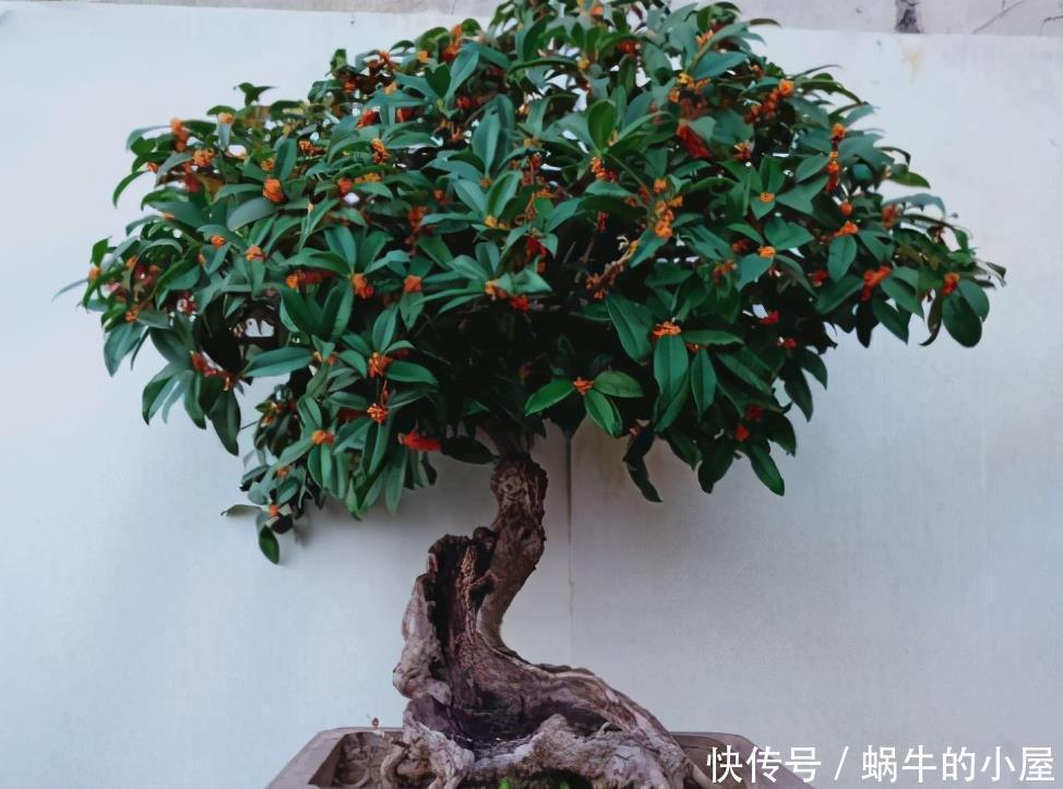 养桂花也需要技巧 掌握这些要点 才能四季油绿 开花香满屋 粉紫色 养桂花也需要技巧 掌握这些要点 才能四季油绿 开花香满屋 粉紫色