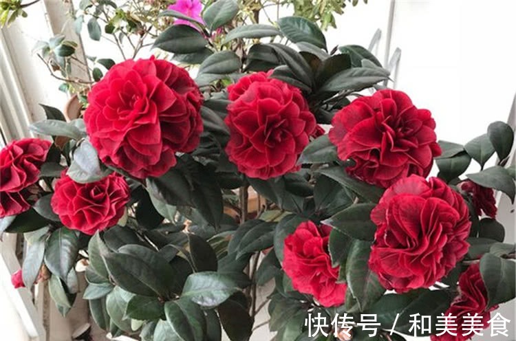 土壤|错用这几种土种茶花,难怪茶花老长不好,黄叶不开花!