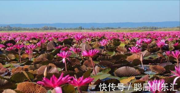 财运|从8月10日开始，4属相的财运红火，桃花随时来了，生活越来越好了