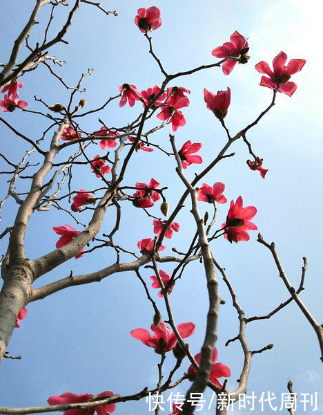 娇红夺目满枝头 树花造型多美姿