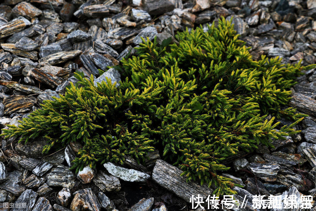 盆景|树木盆景是怎么矮化的?8个方法助你的盆景成为“活着的艺术”