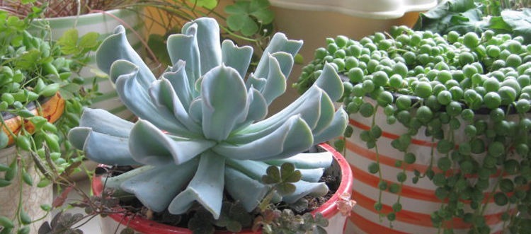 休眠|想要养好多肉,不要盲目“做傻事”,新手要避免掉,就能少踩坑