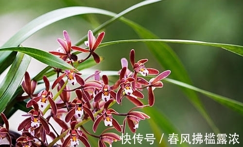 小技巧|养了5年的兰花总不开花？用4个小技巧，花香四溢满阳台