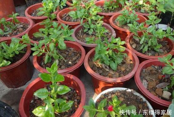 漂亮|6种漂亮花,夏天快扦插,越热越生根,30天就开花,适合急性子养