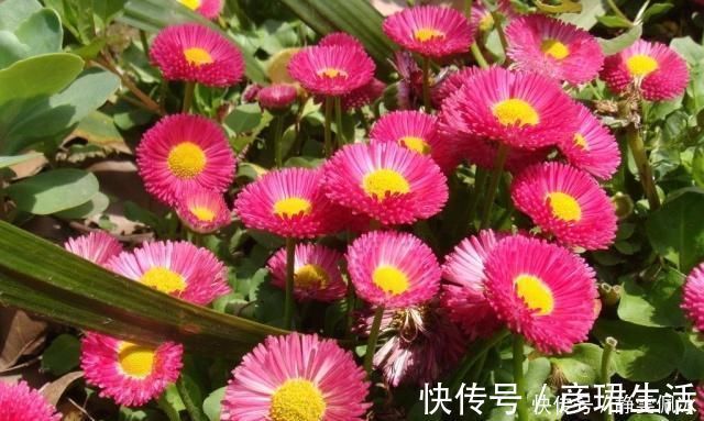 花苞|养一盆全年有花看,这“3种花”很热潮,好看又好养,关键花苞多