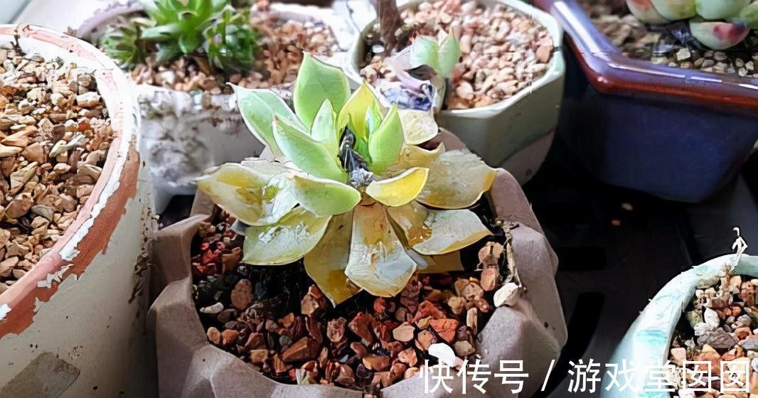 有5种花很矫情,淋雨分分钟烂给你看,能养好的都是大神