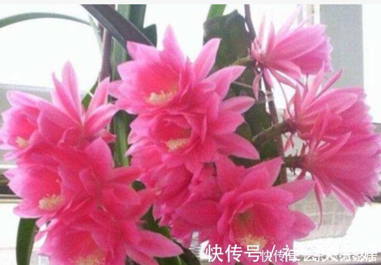 种花|养花就养4种花,好养易活花量大,寓意吉祥人人爱,家里养真适合