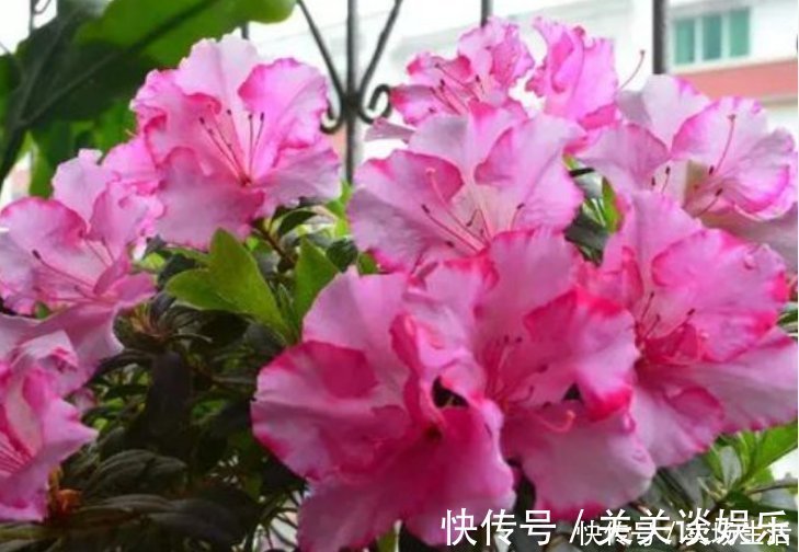 浇花|夏天了，3种水不能浇花，浇错了，黄叶又烂根，只剩盆