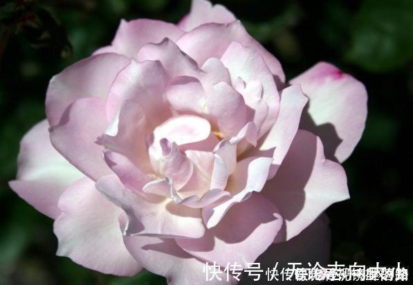 月季|20款紫色月季品种。浓香、抗病非常好养，天然紫色唯美盛开