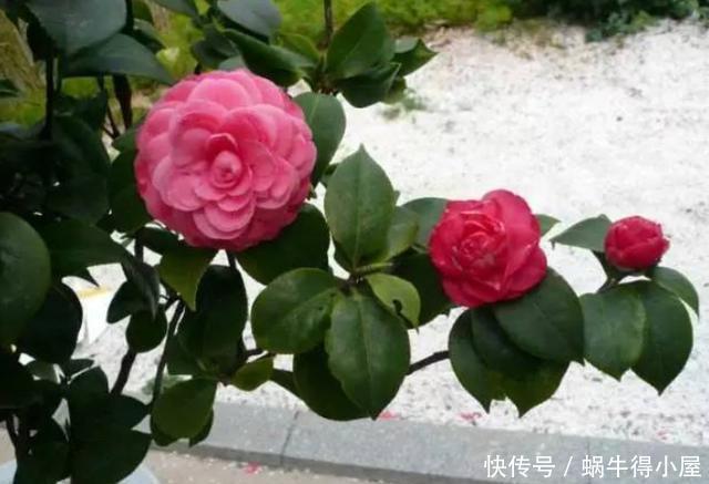 扦插的5个错误操作,不是难生根,是你做错了,扦插其实很简单